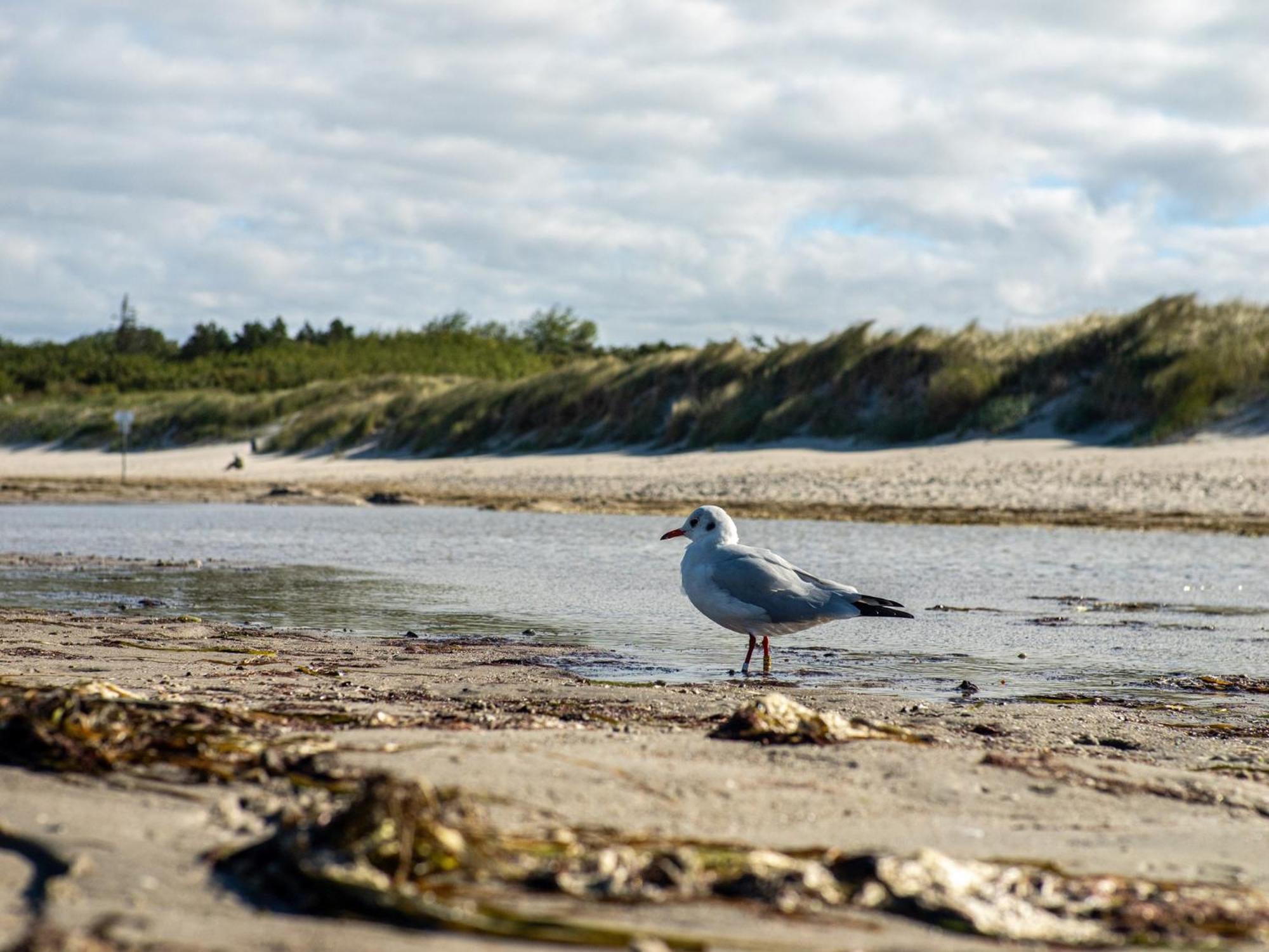 Strandhaus 43 Dierhagen Exteriör bild